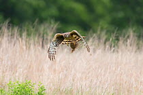 Northern Harrier (Circus cyaneus) female in flight carrying a clump of nest material, near Ithaca, New York, USA