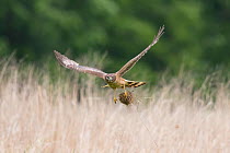 Northern Harrier (Circus cyaneus) female in flight carrying a clump of nest material, near Ithaca, New York, USA