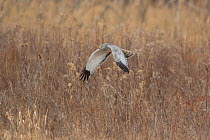 Northern Harrier (Circus cyaneus) male in flight over field in winter, Ulster County, New York, USA
