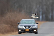 Northern Harrier (Circus cyaneus) male flying across a road in front of an approaching vehicle, Ulster County, New York, USA