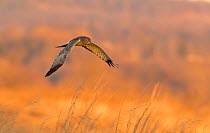Northern Harrier (Circus cyaneus) male in flight over field at sunset in winter, Ulster County, New York, USA