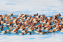 Large flock / raft of Redhead (Aythya americana) duck on water, with Single Scaup male (Aythya sp.) in foreground. Cayuga Lake, Aurora, New York, USA