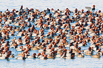 Large flock / raft of Redhead (Aythya americana) duck on water, Cayuga Lake, Aurora, New York, USA