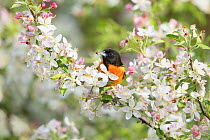 Baltimore Oriole (Icterus galbula) male with spider prey, perched in crabapple blossom in spring, Ithaca, New York, USA