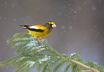 Evening Grosbeak (Coccothraustes vespertinus) male perched on spruce branch with falling snow, in winter, New York, USA