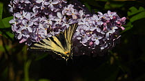 Scarce swallowtail butterfly (Iphiclides podalirius) nectaring, La Reserve Nationale de Chasse et de Faune Sauvage du Caroux-Espinouse, France, March.