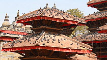 Feral pigeons (Columba livia) roosting on a temple roof, Durbar Square, Kathmandu, Nepal, 2019.