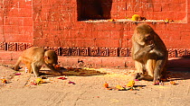 Female Rhesus macaque (Macaca mulatta) feeding with young, other macaques passing, Swayambhunath Temple, Kathmandu, Nepal, 2019.