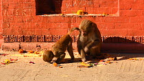 Female Rhesus macaque (Macaca mulatta) feeding with young, Swayambhunath Temple, Kathmandu, Nepal, 2019.