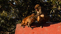 Female Rhesus macaque (Macaca mulatta) with two infants, playing and social grooming, Swayambhunath Temple, Kathmandu, Nepal, 2019.