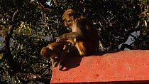 Female Rhesus macaque (Macaca mulatta) scratching, joined by infant, female starts to groom infant before both leave, Swayambhunath Temple, Kathmandu, Nepal, 2019.