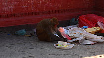 Rhesus macaques (Macaca mulatta) feeding amongst litter, Swayambhunath Temple, Kathmandu, Nepal, 2019.