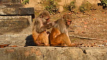 Rhesus macaques (Macaca mulatta) mutual grooming, Swayambhunath Temple, Kathmandu, Nepal, 2019.