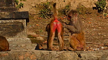 Rhesus macaque (Macaca mulatta) mutual grooming, Swayambhunath Temple, Kathmandu, Nepal, 2019.