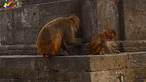 Female Rhesus macaque (Macaca mulatta) feeding with infant, Swayambhunath Temple, Kathmandu, Nepal, 2019.