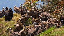 Mixed flock of Himalayan griffon vultures (Gyps himalayensis) and European black vulture (Aegypius monachus) feeding on dead goat, near Mardi Himal, Annapurna Range, Nepal.