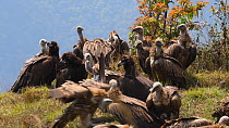 Mixed flock of Himalayan griffon vultures (Gyps himalayensis) and European black vulture (Aegypius monachus) resting on a clifftop after feeding, near Mardi Himal, Annapurna Range, Nepal.