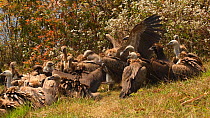 Mixed flock of Himalayan griffon vultures (Gyps himalayensis) and European black vulture (Aegypius monachus) feeding on dead goat, near Mardi Himal, Annapurna Range, Nepal.