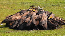 White rumped vultures (Gypes bengalensis) jostling each other to feed on a dead buffalo, Chitwan National Park, Nepal.