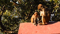 Female Rhesus macaque (Macaca mulatta) sitting with infant, pushes it away and scratches, Swayambhunath Temple, Kathmandu, Nepal, 2019.