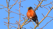 American robin (Turdus migratorius) singing in early spring, Ithaca, New York, USA, March.