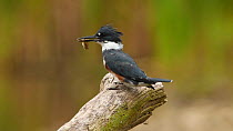 Female Belted kingfisher (Ceryle alcyon) with fish prey, hits fish to stun it, before swallowing it and flying off, Lansing, New York, USA, August.