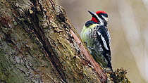 Male Yellow-bellied sapsucker (Sphyrapicus varius) drumming on a tree trunk in spring, New York, USA, May.