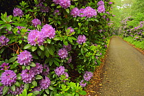Common rhododendron (Rhododendron ponticum) lined path, Semper Park , Ruegen, Germany, March.