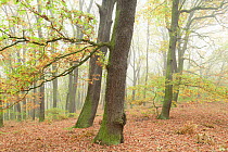 Oak tree (Quercus robur) forest, Potsdam, Germany, October.