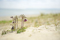 Small pasqueflower / Pasque flower (Pulsatilla pratensis) on the beach, Prora, Ruegen, Germany, May.