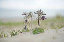 Small pasqueflower / Pasque flower (Pulsatilla pratensis) on the beach, Prora, Ruegen, Germany, May.