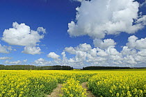 Oil seed rape (Brassica napus) field, Ruegen, Germany, May.