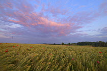 Field of Barley (Hordeum vulgare) with poppies (Papaver rhoeas) Peckatel, Germany, June.