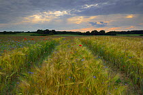 Field with Barley (Hordeum vulgare) Cornflowers (Centaurea cyanus), Poppies (Papaver rhoeas), Peckatel, Mecklenburg-Western-Pommerania, Germany, June.