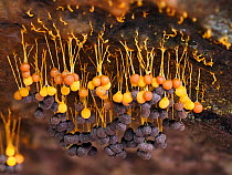 Slime mould (Badhamia utricularis), in reproductive phase. Close-up of maturing fruiting bodies (sporangia), each bearing thousands of spores. Buckinghamshire, UK.
