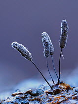 Slime mould (Comatricha fragilis), in reproductive phase. Close-up of spore-bearing fruiting bodies (sporangia). Buckinghamshire, UK.