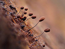 Slime mould (Comatricha nigra), in reproductive phase. Close-up of spore-bearing fruiting bodies (sporangia). Buckinghamshire, UK.