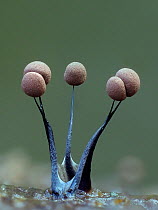 Slime mould (Comatricha nigra), in reproductive phase. Close-up of spore-bearing fruiting bodies (sporangia). Buckinghamshire, UK.