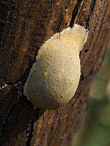 Slime mould (Enteridium lycoperdon), in reproductive phase. Close-up of spore-bearing fruiting body (aethalia). Buckinghamshire, UK.