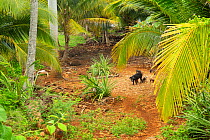 Semi-feral pigs near Taco Bay, Humboldt National Park, Cuba.