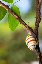 Cuban tree snail (Polymita brocheri) photographed in University of Oriente, Santiago de Cuba, Cuba. Captive.
