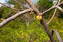 Cuban tree snail (Polymita picta) aestivating on vegetation near Maisi, Baracoa, Cuba.