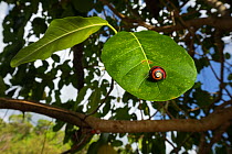 Cuban tree snail (Polymita picta) aestivating on leaf near Maisi, Baracoa, Cuba