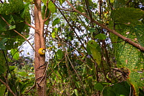 Cuban tree snail (Polymita picta) aestivating in vegetation near Maisi, Cuba.