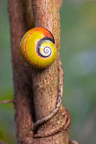 Aestivating Cuban tree snail (Polymita picta) in vegetation near Maisi, Cuba.