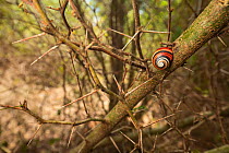 Aestivating Cuban tree snail (Polymita picta) in thorny vegetation near Maisi, Cuba.