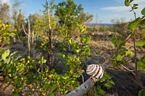 Cuban tree snail (Polymita versicolor) aestivating in semi-desert vegetation near Cajobabo, Cuba