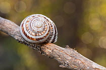 Cuban tree snail (Polymita versicolor) aestivating near Cajobabo, Cuba