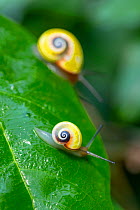 Cuban tree snails (Polymita picta) on vegetation near Baracoa, Cuba