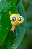 Cuban tree snail (Polymita picta) one on top oft he other, on vegetation near Baracoa, Cuba
